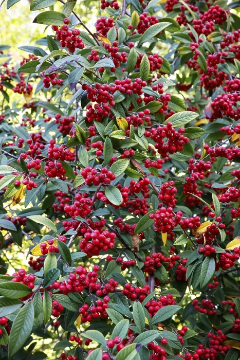 Gerahmter Druck : Cotoneaster (Cotoneaster) im Herbst mit Beeren. Gerahmter Druck : Cotoneaster (Cotoneaster) im Herbst mit Beeren.