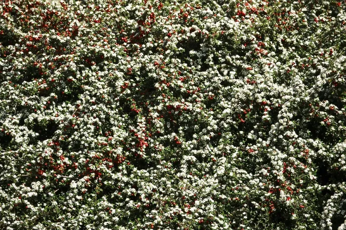 Gerahmter Druck : Cotoneaster im Mai in Deutschland Gerahmter Druck : Cotoneaster im Mai in Deutschland