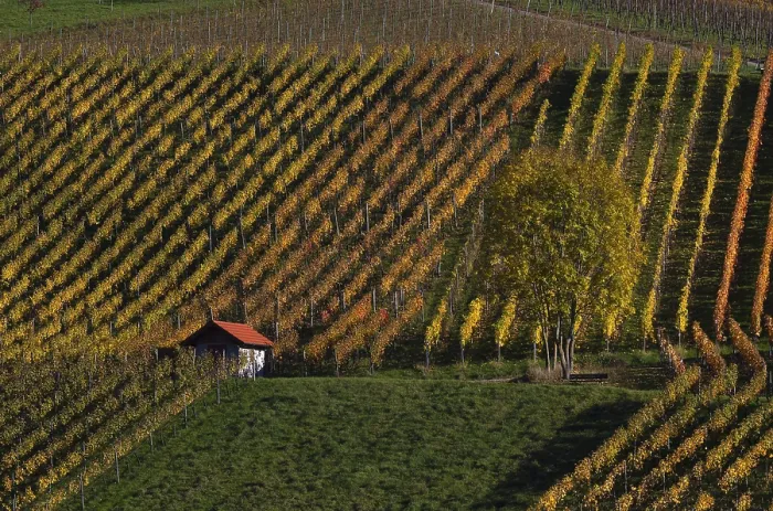 Gerahmter Druck : Hütte, Baum, im Weinberg. Gerahmter Druck : Hütte, Baum, im Weinberg.