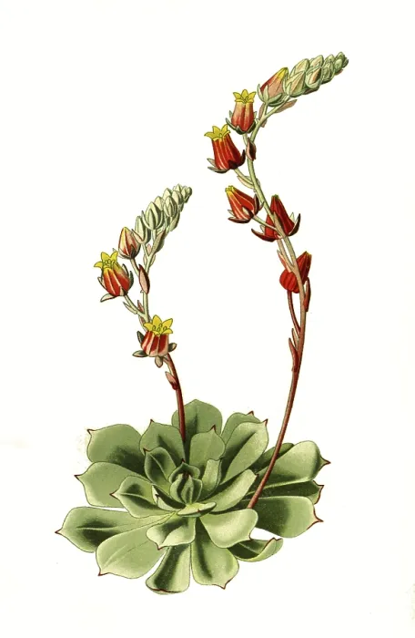 Gerahmter Druck : Cotyledon secunda, var glauca. Thickleaf Gerahmter Druck : Cotyledon secunda, var glauca. Thickleaf