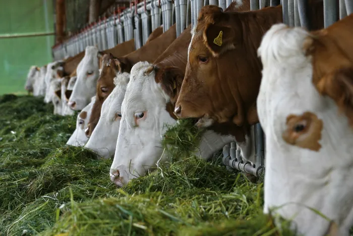 Gerahmter Druck : Rinder beim Fressen Gerahmter Druck : Rinder beim Fressen