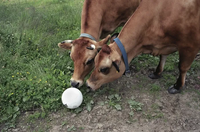 Gerahmter Druck : Rinder in einem Feld
