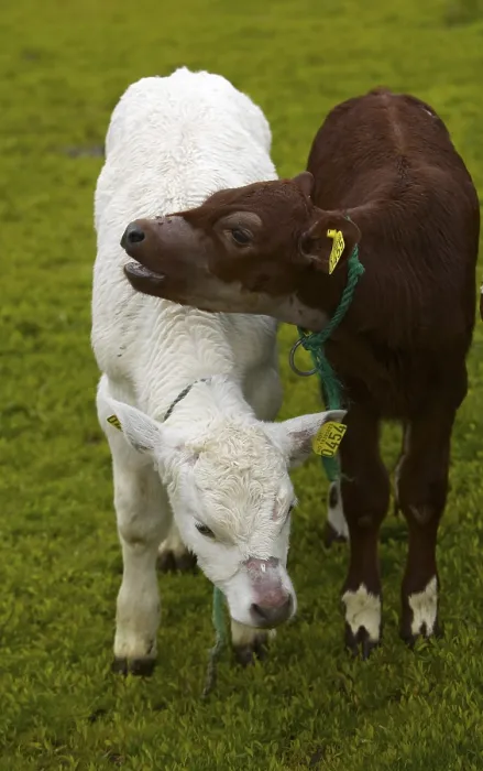 Gerahmter Druck : Rinder in einem Feld Gerahmter Druck : Rinder in einem Feld