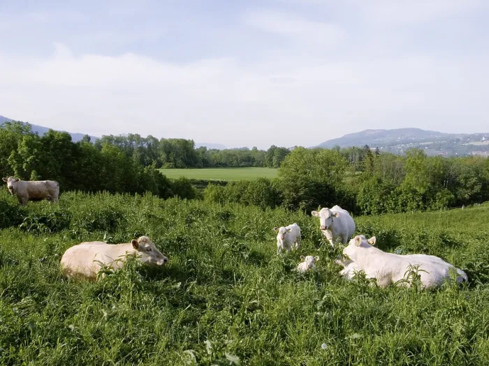Gerahmter Druck : Kühe im Feld. Gerahmter Druck : Kühe im Feld.