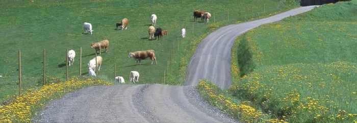 Gerahmter Druck : Kühe im Feld. Gerahmter Druck : Kühe im Feld.