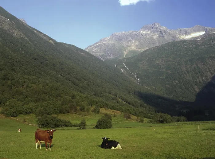 Gerahmter Druck : Kühe in einem Feld in Norwegen Gerahmter Druck : Kühe in einem Feld in Norwegen