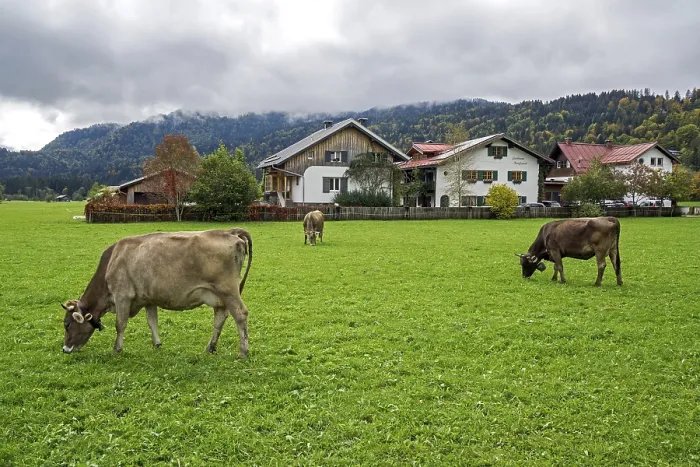 Gerahmter Druck : Kühe im Weidegelände, Oberstdorf. Gerahmter Druck : Kühe im Weidegelände, Oberstdorf.