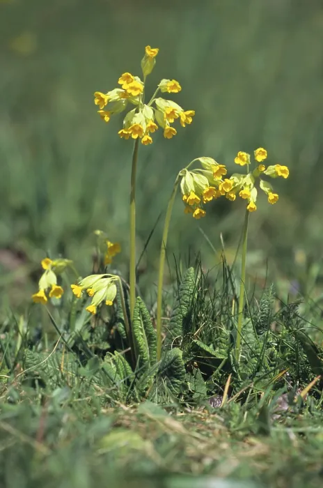 Gerahmter Druck : Kuhlicht (Primula veris) Gerahmter Druck : Kuhlicht (Primula veris)