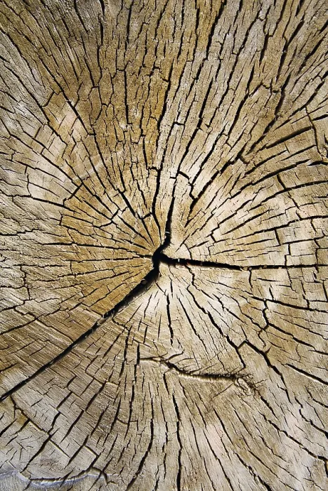 Gerahmter Druck : Risse und Muster in getrocknetem Holz. Gerahmter Druck : Risse und Muster in getrocknetem Holz.