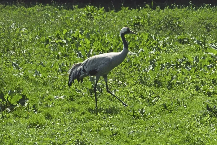 Gerahmter Druck : Kran, Grus grus, Kran Gerahmter Druck : Kran, Grus grus, Kran