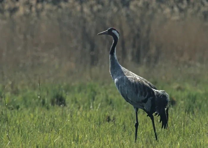 Gerahmter Druck : Krane, grus grus, krane, Vögel. Gerahmter Druck : Krane, grus grus, krane, Vögel.
