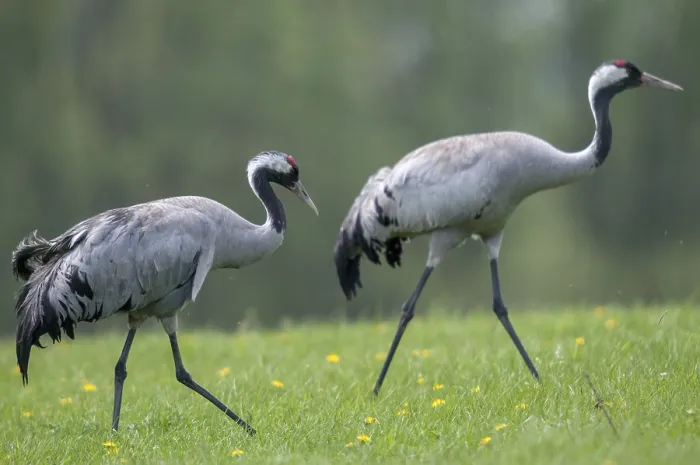 Gerahmter Druck : Krane, grus grus, Krane, Vögel. Gerahmter Druck : Krane, grus grus, Krane, Vögel.