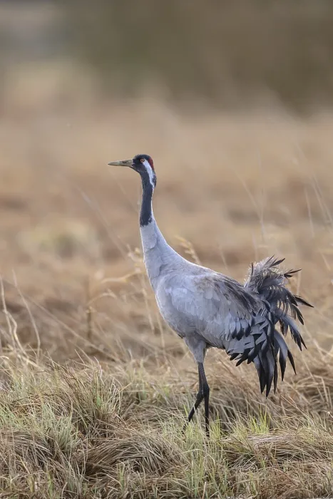 Gerahmter Druck : Kran (grus grus) sichert in einem Moor. Gerahmter Druck : Kran (grus grus) sichert in einem Moor.