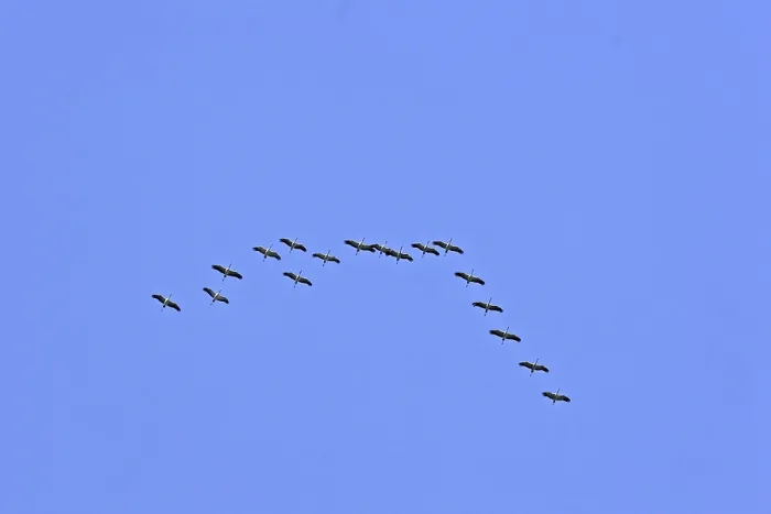 Gerahmter Druck : Krähen in Wanderung (Flugbild)
