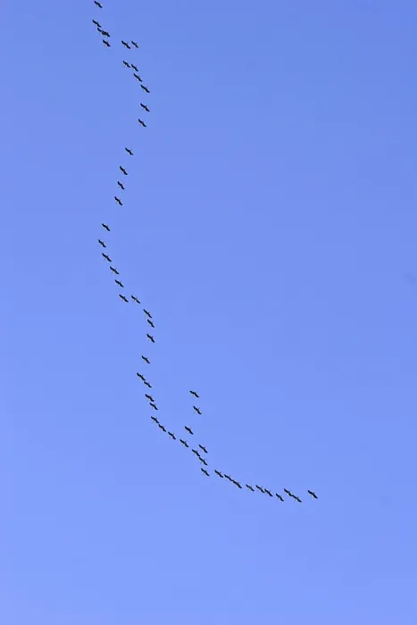 Gerahmter Druck : Krähen in der Migration (Flugbild) Gerahmter Druck : Krähen in der Migration (Flugbild)