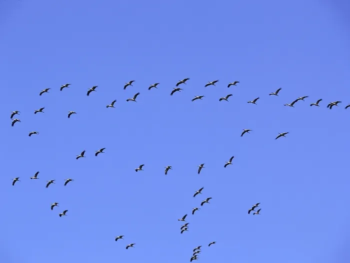 Gerahmter Druck : Krähen in der Migration (Flugbild) Gerahmter Druck : Krähen in der Migration (Flugbild)