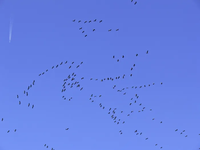 Gerahmter Druck : Krähen in der Migration (Flugbild) Gerahmter Druck : Krähen in der Migration (Flugbild)