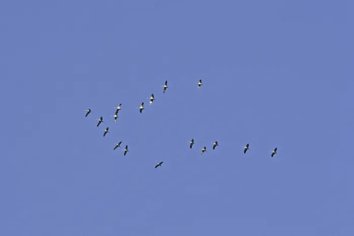 Gerahmter Druck : Krähen in der Migration (Flugbild) Gerahmter Druck : Krähen in der Migration (Flugbild)