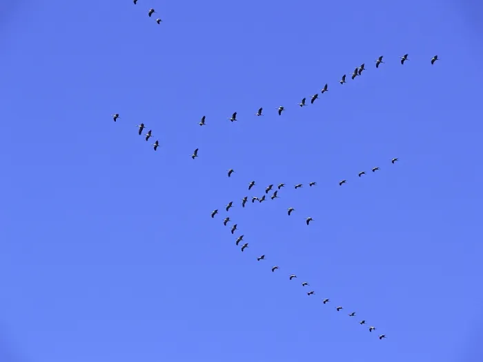 Gerahmter Druck : Krähen in der Migration (Flugbild) Gerahmter Druck : Krähen in der Migration (Flugbild)