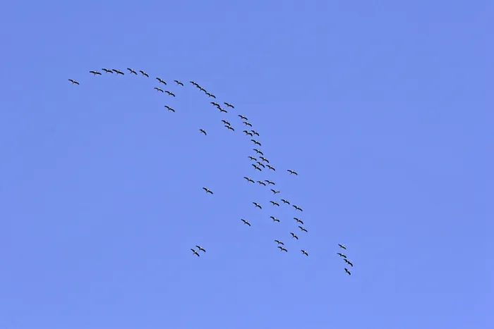 Gerahmter Druck : Krähen in der Migration (Flugbild) Gerahmter Druck : Krähen in der Migration (Flugbild)