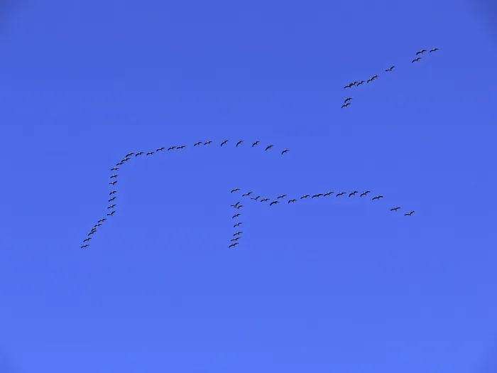 Gerahmter Druck : Krähen in der Migration (Flugbild). Gerahmter Druck : Krähen in der Migration (Flugbild).