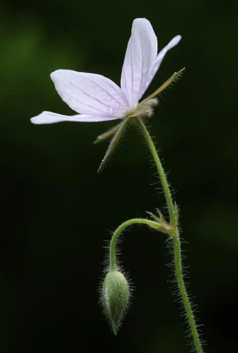 Gerahmter Druck : Kranwurz (Geranium asphodeloides) Gerahmter Druck : Kranwurz (Geranium asphodeloides)