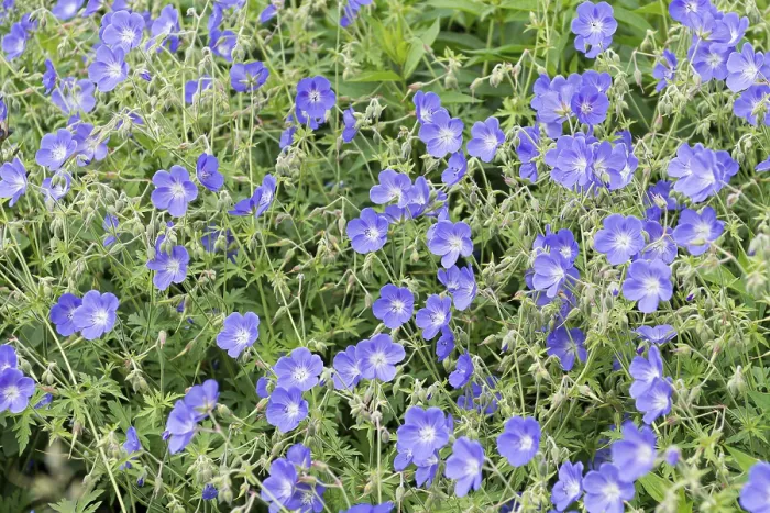 Gerahmter Druck : Krähenbein (Geranium Brookside') Gerahmter Druck : Krähenbein (Geranium Brookside')
