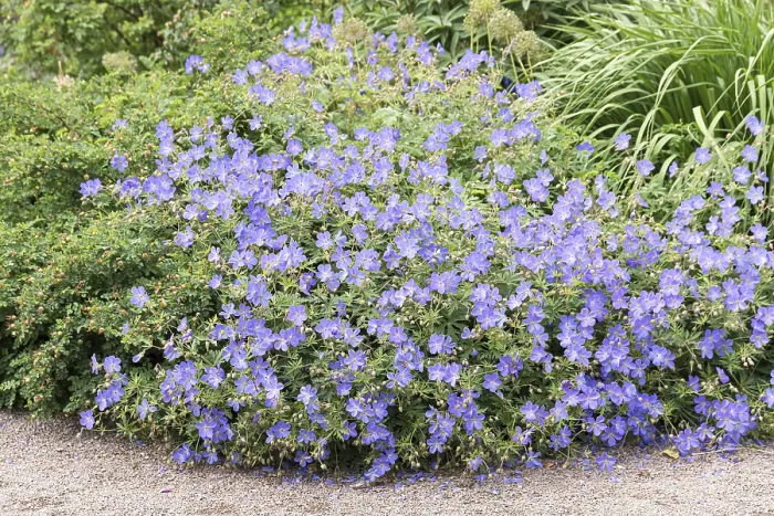 Gerahmter Druck : Kranichschnabel (Geranium Brookside') Kranichschnabel (Geranium Brookside') Gerahmter Druck : Kranichschnabel (Geranium Brookside') Kranichschnabel (Geranium Brookside')