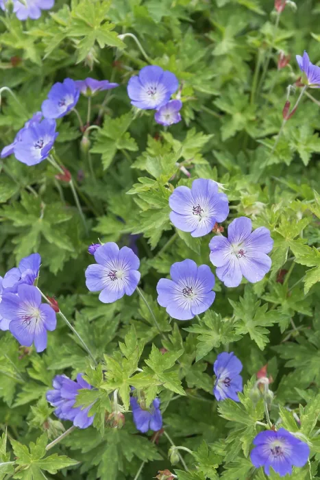 Gerahmter Druck : Kranwurz (Geranium ROZANNE) Gerahmter Druck : Kranwurz (Geranium ROZANNE)