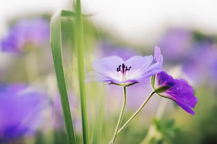 Gerahmter Druck : Kranwurz (Geranium sp.)
