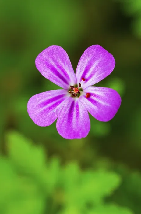 Gerahmter Druck : Storchenschnabel (Geranium), Oberösterreich, Österreich Gerahmter Druck : Storchenschnabel (Geranium), Oberösterreich, Österreich