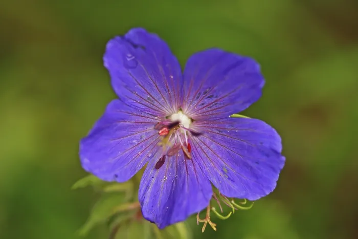Gerahmter Druck : Kranzküken (Geranium pratense) Gerahmter Druck : Kranzküken (Geranium pratense)