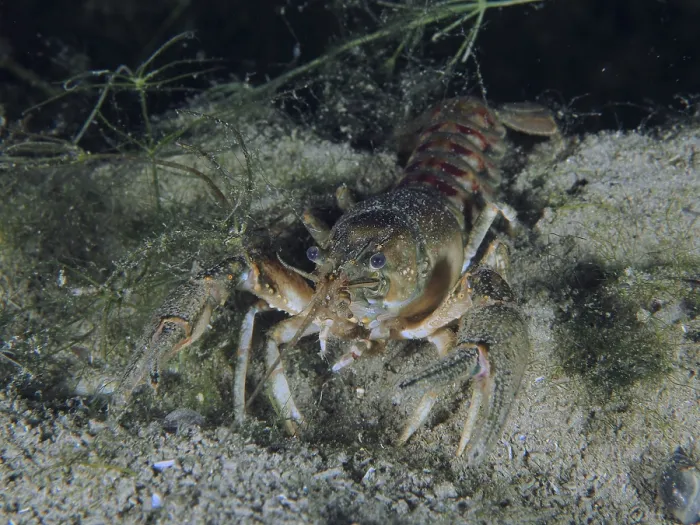 Gerahmter Druck : Krebs (Faxonius limosus) in der Nacht. Gerahmter Druck : Krebs (Faxonius limosus) in der Nacht.