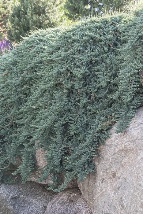 Gerahmter Druck : Kriechender Wacholder (Juniperus horizontalis 'Blue Chip') Kriechender Wacholder (Juniperus horizontalis 'Blue Chip') Gerahmter Druck : Kriechender Wacholder (Juniperus horizontalis 'Blue Chip') Kriechender Wacholder (Juniperus horizontalis 'Blue Chip')