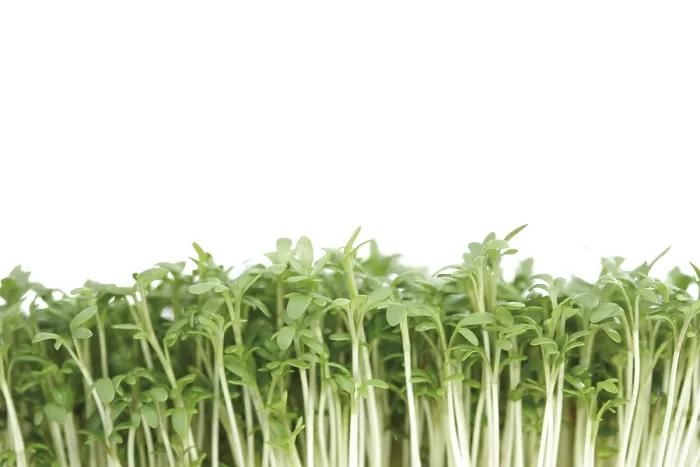 Gerahmter Druck : Sprossen von Rucola Gerahmter Druck : Sprossen von Rucola