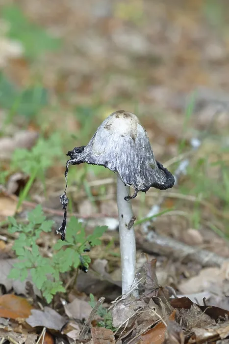Gerahmter Druck : Kronen-Zungenpilz (Coprinus comatus) Gerahmter Druck : Kronen-Zungenpilz (Coprinus comatus)