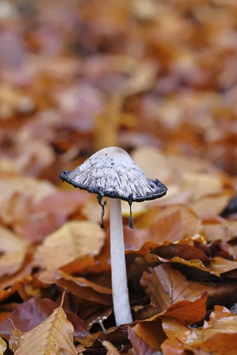 Gerahmter Druck : Kronenschmätzerling (Coprinus comatus) Gerahmter Druck : Kronenschmätzerling (Coprinus comatus)