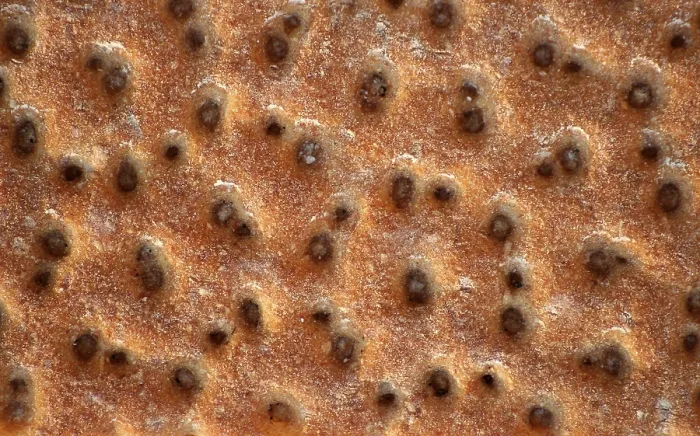 Gerahmter Druck : Crispbread Gerahmter Druck : Crispbread