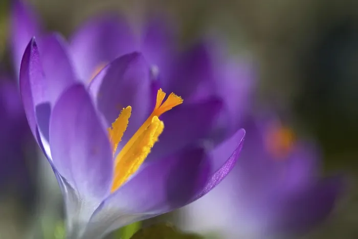 Gerahmter Druck : Crocus Gerahmter Druck : Crocus