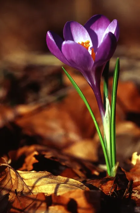 Gerahmter Druck : Crocus Gerahmter Druck : Crocus