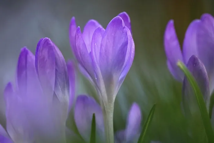 Gerahmter Druck : Crocus Gerahmter Druck : Crocus