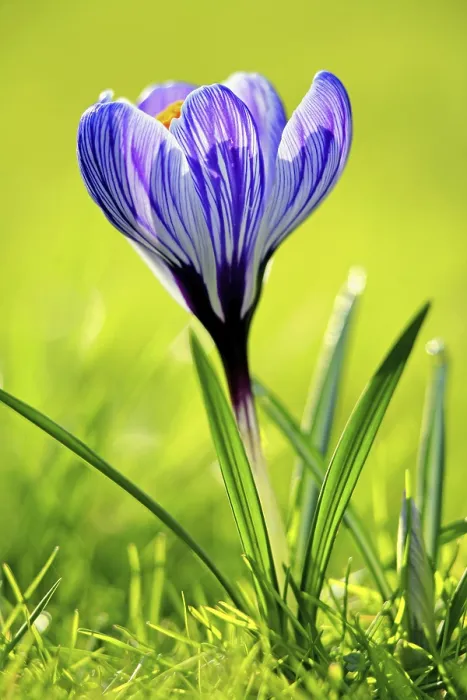 Gerahmter Druck : Krokus blüht. Gerahmter Druck : Krokus blüht.