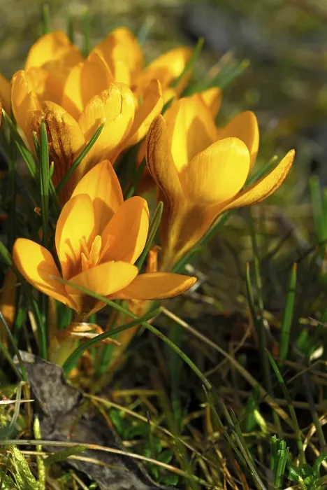 Gerahmter Druck : Krokusblüte
