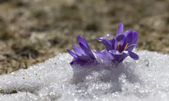 Gerahmter Druck : Krokusblüten im Schnee. Gerahmter Druck : Krokusblüten im Schnee.