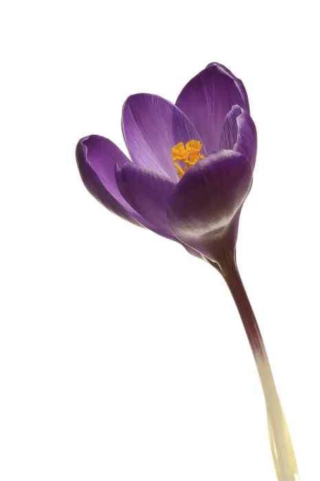Gerahmter Druck : Crocus (Crocus) Gerahmter Druck : Crocus (Crocus)