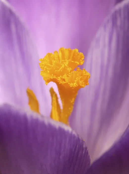 Gerahmter Druck : Krokus (Crocus) Gerahmter Druck : Krokus (Crocus)