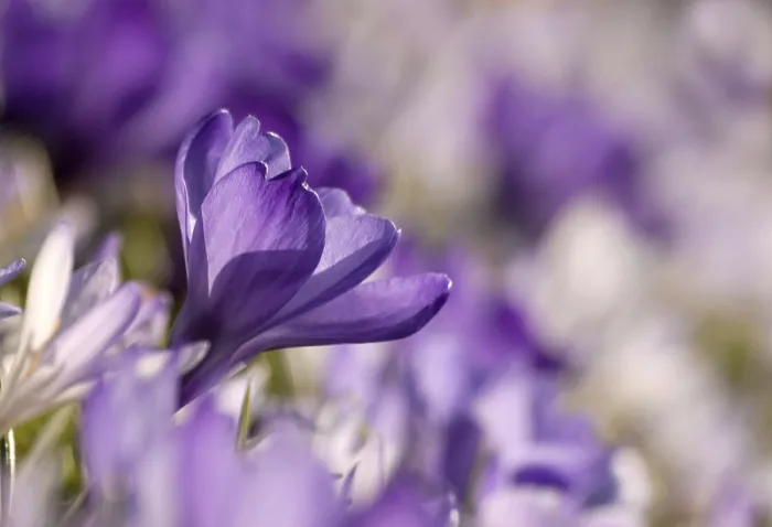 Gerahmter Druck : Crocus (Crocus) Gerahmter Druck : Crocus (Crocus)