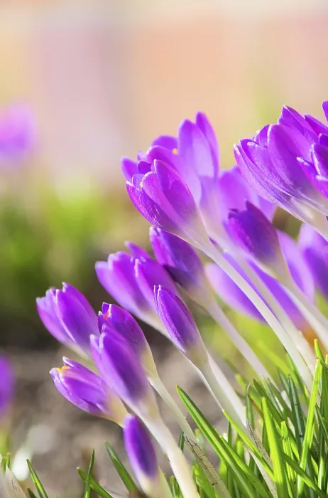Gerahmter Druck : Crocus, Crocus 69 Gerahmter Druck : Crocus, Crocus 69