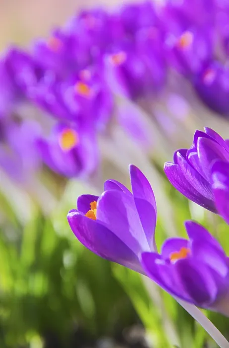 Gerahmter Druck : Crocus, Crocus 70 Gerahmter Druck : Crocus, Crocus 70