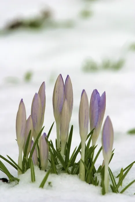 Gerahmter Druck : Krokus (Crocus albiflorus) mit Schnee. Gerahmter Druck : Krokus (Crocus albiflorus) mit Schnee.